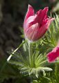 Pulsatilla vulgaris-9 Sasanka zwyczajna